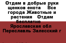 Отдам в добрые руки щенков енота. - Все города Животные и растения » Отдам бесплатно   . Ярославская обл.,Переславль-Залесский г.